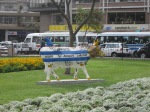 Bus Cow